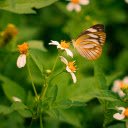 Wildflowers and Beautiful Butterflies  screen for extension Chrome web store in OffiDocs Chromium