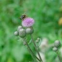 Wildflowers and Butterflies  screen for extension Chrome web store in OffiDocs Chromium
