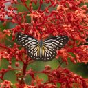 Wildflowers and butterflies  screen for extension Chrome web store in OffiDocs Chromium