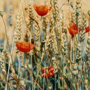 Wildflowers and Poppy on Meadow  screen for extension Chrome web store in OffiDocs Chromium