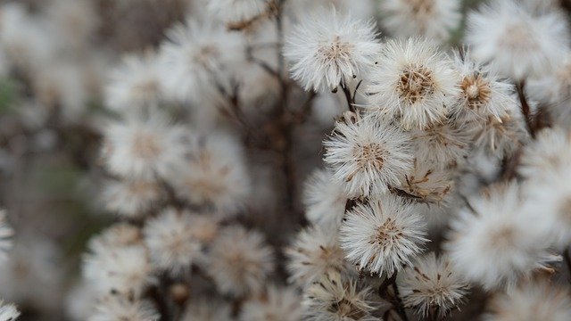 Gratis download wilde bloemen herfst in het gebied van gratis foto om te bewerken met GIMP gratis online afbeeldingseditor