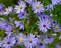 Free download Wild Flowers in Minnesota free photo or picture to be edited with GIMP online image editor