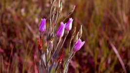 Free download Wild Flowers Wind Field -  free video to be edited with OpenShot online video editor