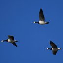 Wild Geese  screen for extension Chrome web store in OffiDocs Chromium
