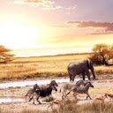 Wild Harmony: Elephants, Zebras, and Deer on the Grasslands  screen for extension Chrome web store in OffiDocs Chromium