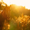 Wild horse  screen for extension Chrome web store in OffiDocs Chromium