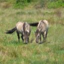 Wild Horses  screen for extension Chrome web store in OffiDocs Chromium