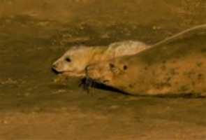 Free download Wildlife free photo or picture to be edited with GIMP online image editor