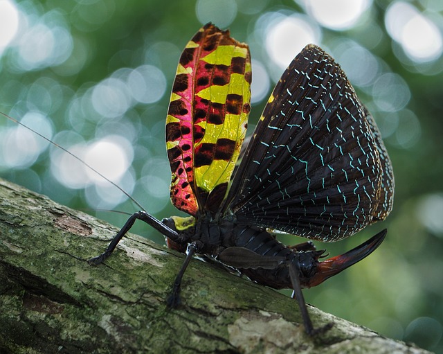 Free download wildlife insects free picture to be edited with GIMP free online image editor