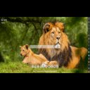 Wildlife MeaVana  screen for extension Chrome web store in OffiDocs Chromium