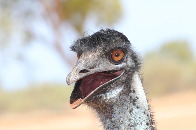 Free download wildlife nature au bird free picture to be edited with GIMP free online image editor