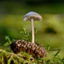 Wild Mushrooms  screen for extension Chrome web store in OffiDocs Chromium