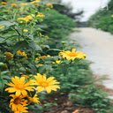 Wild sunflowers in full bloom Wallpaper  screen for extension Chrome web store in OffiDocs Chromium