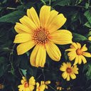 Wild sunflower wallpaper  screen for extension Chrome web store in OffiDocs Chromium