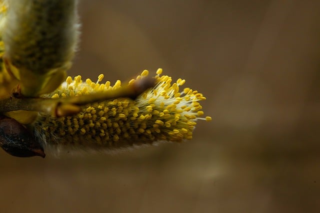 تحميل مجاني Willow catkin catkins plant flora صورة مجانية ليتم تحريرها باستخدام محرر الصور المجاني عبر الإنترنت من GIMP