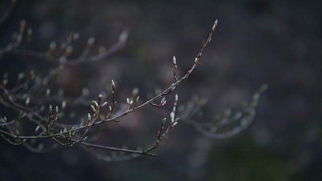 Free download willow catkin nature plants dark free picture to be edited with GIMP free online image editor