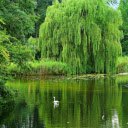 Willow shadow by the lake  screen for extension Chrome web store in OffiDocs Chromium