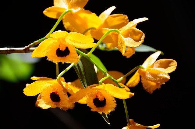 Free download wind am beauty yellow flower color free picture to be edited with GIMP free online image editor