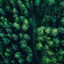 Winding Path Through a Lush Forest  screen for extension Chrome web store in OffiDocs Chromium