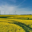 Windmill fan in mustard flower field  screen for extension Chrome web store in OffiDocs Chromium