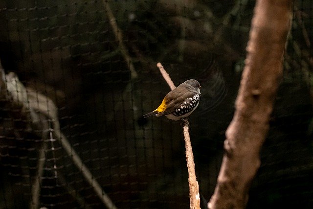 無料ダウンロード翼の木の巣鳥の森無料画像をGIMP無料オンライン画像エディタで編集する