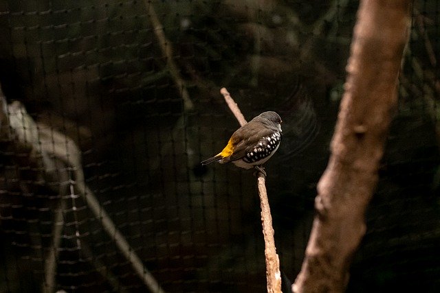 Muat turun percuma gambar percuma hutan burung sarang pokok sayap untuk diedit dengan editor imej dalam talian percuma GIMP