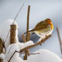 winter bird  screen for extension Chrome web store in OffiDocs Chromium