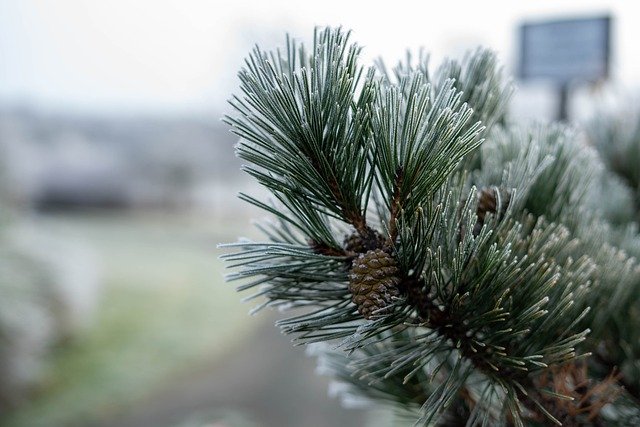 ดาวน์โหลดภาพฟรีสาขาฤดูหนาวฟรอสต์แตะหิมะเย็นเพื่อแก้ไขด้วย GIMP โปรแกรมแก้ไขรูปภาพออนไลน์ฟรี