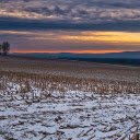 Winter corn stalks  screen for extension Chrome web store in OffiDocs Chromium
