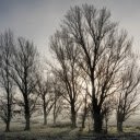 winter fog  screen for extension Chrome web store in OffiDocs Chromium