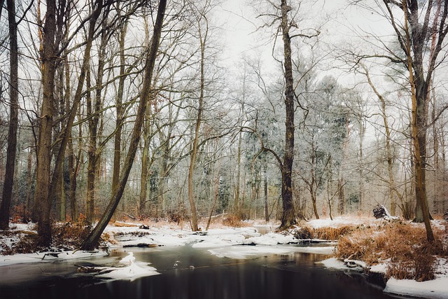 Free download winter forest river nature fog free picture to be edited with GIMP free online image editor