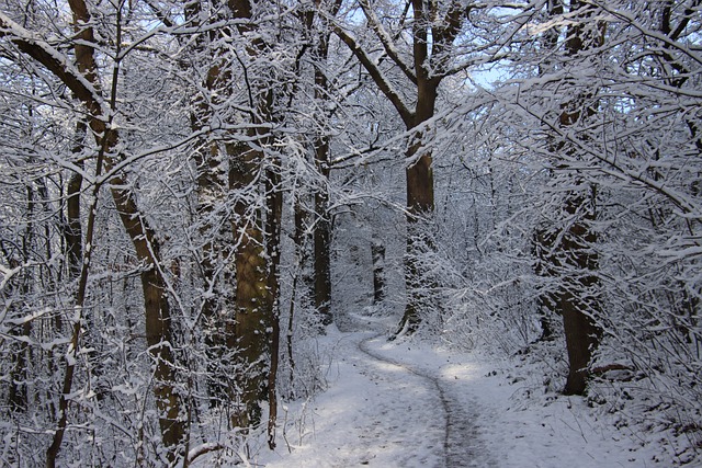 Free download winter forest snow winter landscape free picture to be edited with GIMP free online image editor