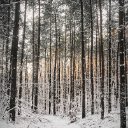 WINTER FOREST THEME  screen for extension Chrome web store in OffiDocs Chromium