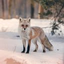Winter fox  screen for extension Chrome web store in OffiDocs Chromium