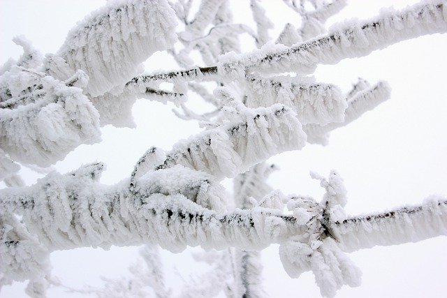 تنزيل مجاني لفروع الشتاء الصقيع صورة شجرة الثلج مجانًا ليتم تحريرها باستخدام محرر الصور المجاني عبر الإنترنت من GIMP