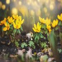 Winterlinge wallpapers  screen for extension Chrome web store in OffiDocs Chromium