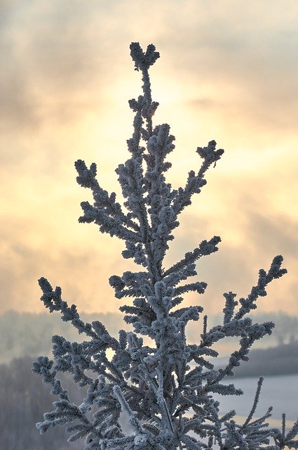 Descarga gratuita de una imagen gratuita de abeto del árbol de la mañana de invierno para editar con el editor de imágenes en línea gratuito GIMP