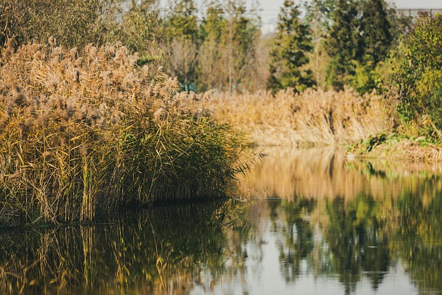 Scarica gratis l'immagine gratuita della canna della superficie dell'acqua del fiume invernale da modificare con l'editor di immagini online gratuito GIMP
