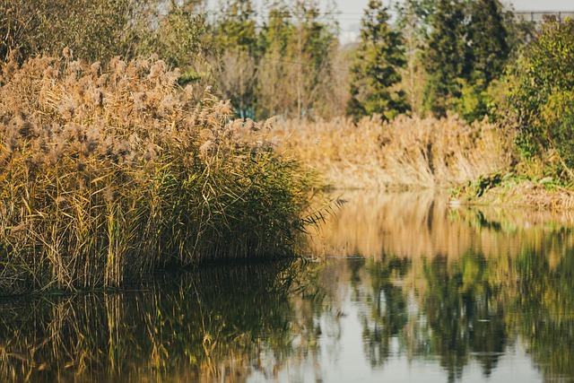 Téléchargement gratuit d'une image gratuite de roseau de surface de l'eau de rivière d'hiver à modifier avec l'éditeur d'images en ligne gratuit GIMP