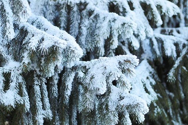 冬の雪のトウヒの木の森を無料でダウンロードして、GIMPで編集する無料のオンライン画像エディタ