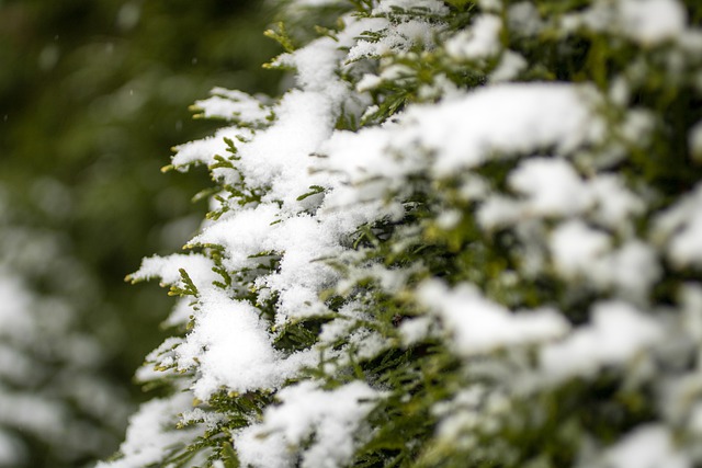 Free download winter snow tree leaves conifer free picture to be edited with GIMP free online image editor