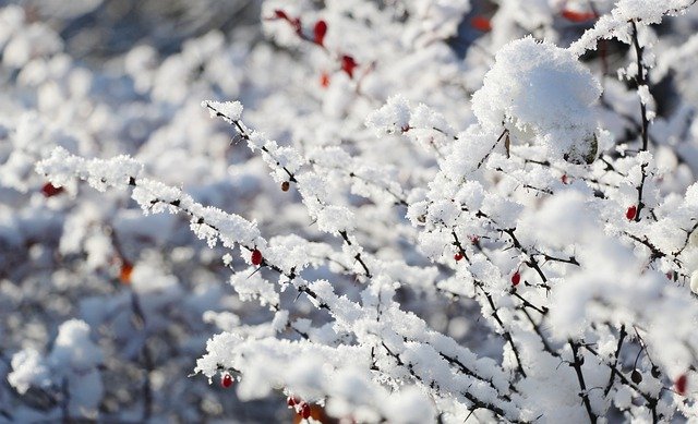 Baixe gratuitamente a imagem gratuita dos galhos da neve do inverno, da estação das madeiras, para ser editada com o editor de imagens on-line gratuito do GIMP
