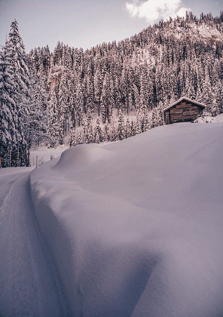 Free download winter trees forest nature snow free picture to be edited with GIMP free online image editor