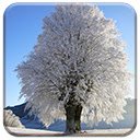 Wintry  screen for extension Chrome web store in OffiDocs Chromium