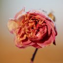 Withered flower  screen for extension Chrome web store in OffiDocs Chromium