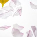 Withered petals  screen for extension Chrome web store in OffiDocs Chromium