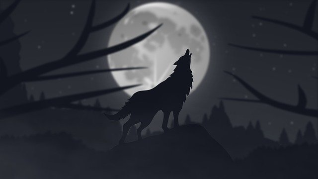 免费下载 Wolf Animals Nature 免费插图，可使用 GIMP 在线图像编辑器进行编辑