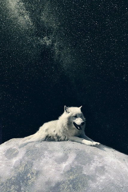 دانلود رایگان قالب عکس Wolf Dog Moon برای ویرایش با ویرایشگر تصویر آنلاین GIMP