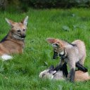 Wolf Puppies  screen for extension Chrome web store in OffiDocs Chromium