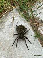 Free download Wolf Spider And Babies By Robert Canvin free photo or picture to be edited with GIMP online image editor